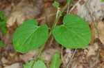 Maroon Carolina milkvine